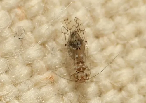 Lachesilla floridana
