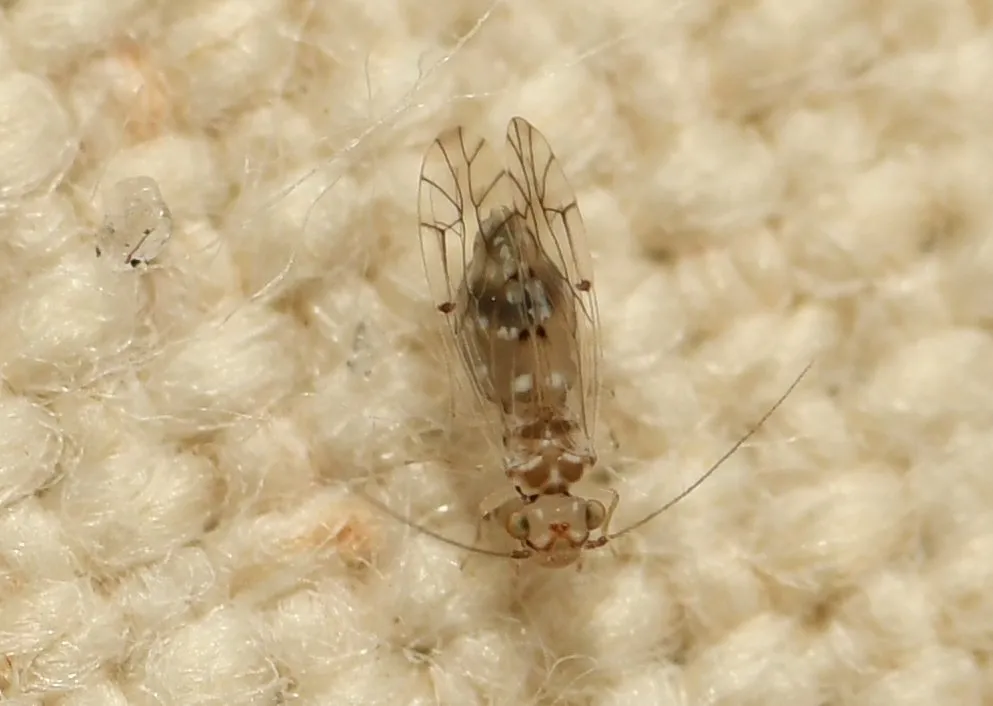 Lachesilla floridana - photo 2