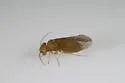 Lachesilla forcepeta - photo 2