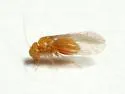 Lachesilla forcepeta - photo 3