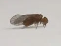 Lachesilla forcepeta - photo 4
