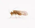 Lachesilla forcepeta - photo 5