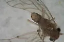 Lachesilla fuscipalpis - photo 2
