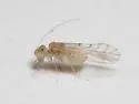 Lachesilla kathrynae - photo 3
