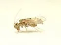Lachesilla kathrynae - photo 4