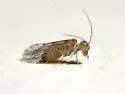 Lachesilla kathrynae - photo 5