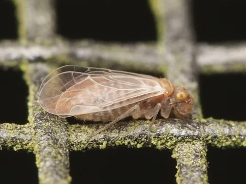 Lachesilla major