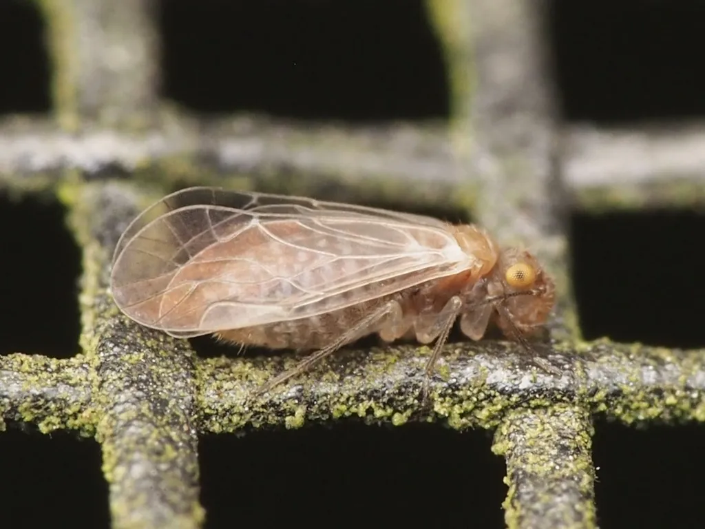Lachesilla major - photo 2