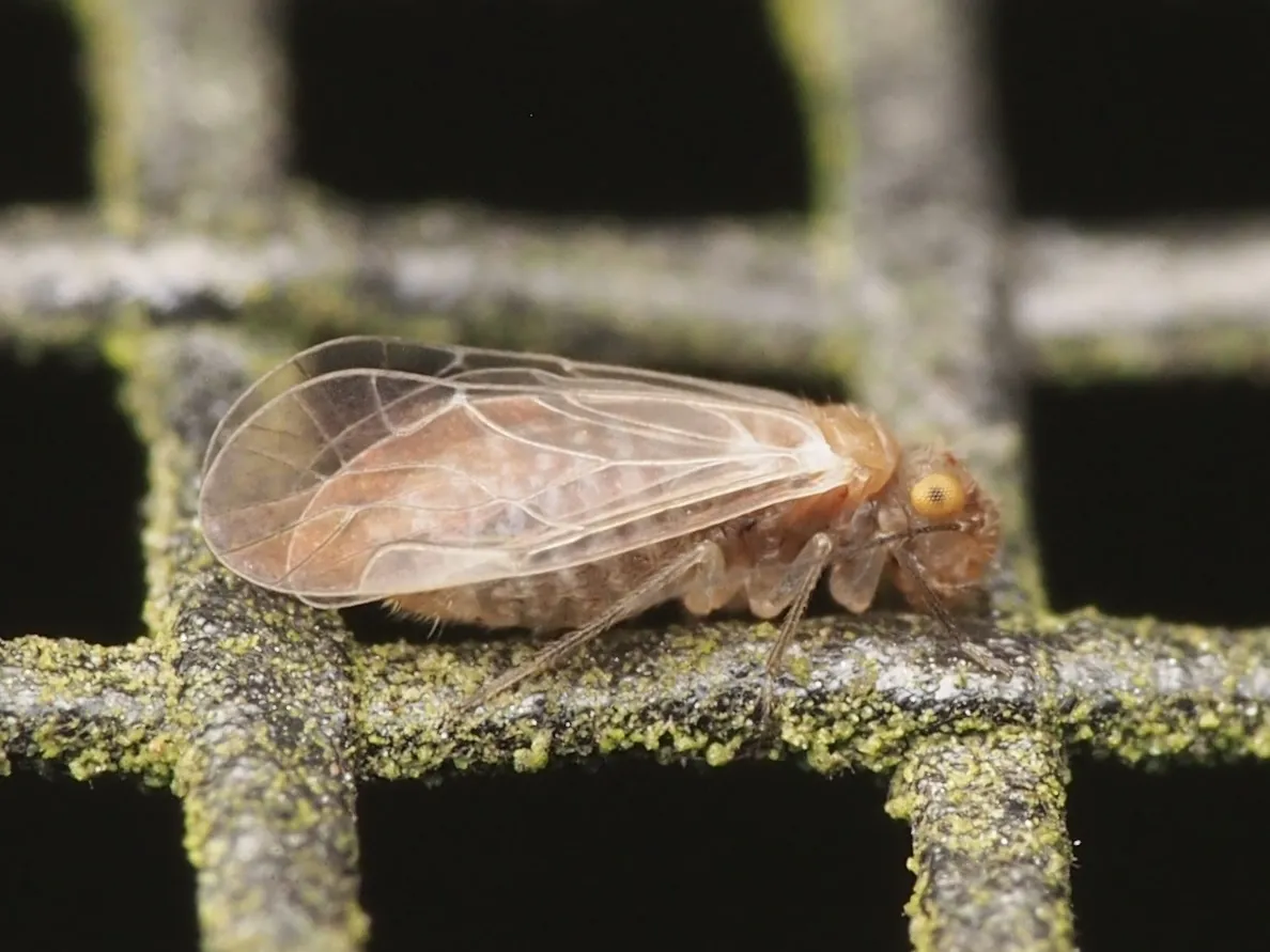 Lachesilla major - photo 3