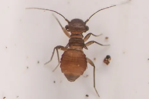 Lachesilla michiliensis