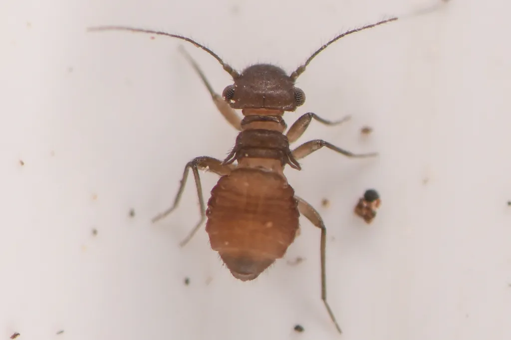 Lachesilla michiliensis - photo 2