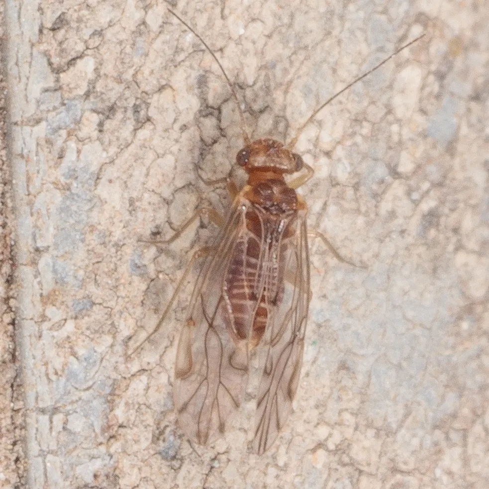 Lachesilla nubilis