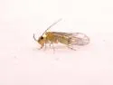 Lachesilla otomi
