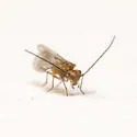 Lachesilla otomi - photo 5