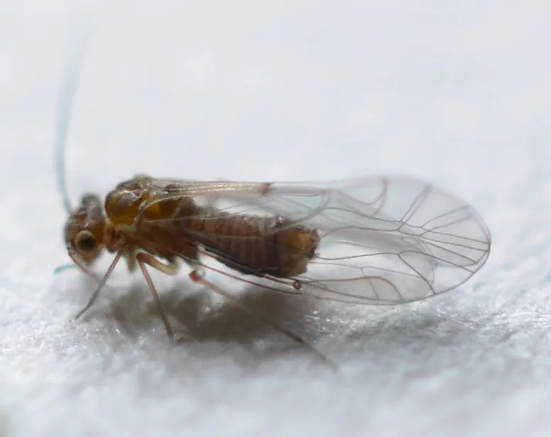 Lachesilla pacifica