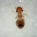 Lachesilla pallida