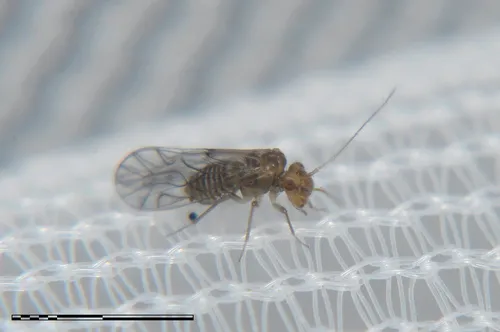 Cosmopolitan Grain Barklouse