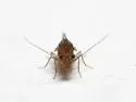 Lachesilla penta - photo 5