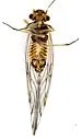 Lachesilla punctata - photo 2