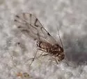 Lachesilla punctata - photo 3