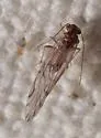 Lachesilla punctata - photo 4