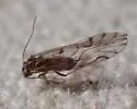 Lachesilla punctata - photo 5