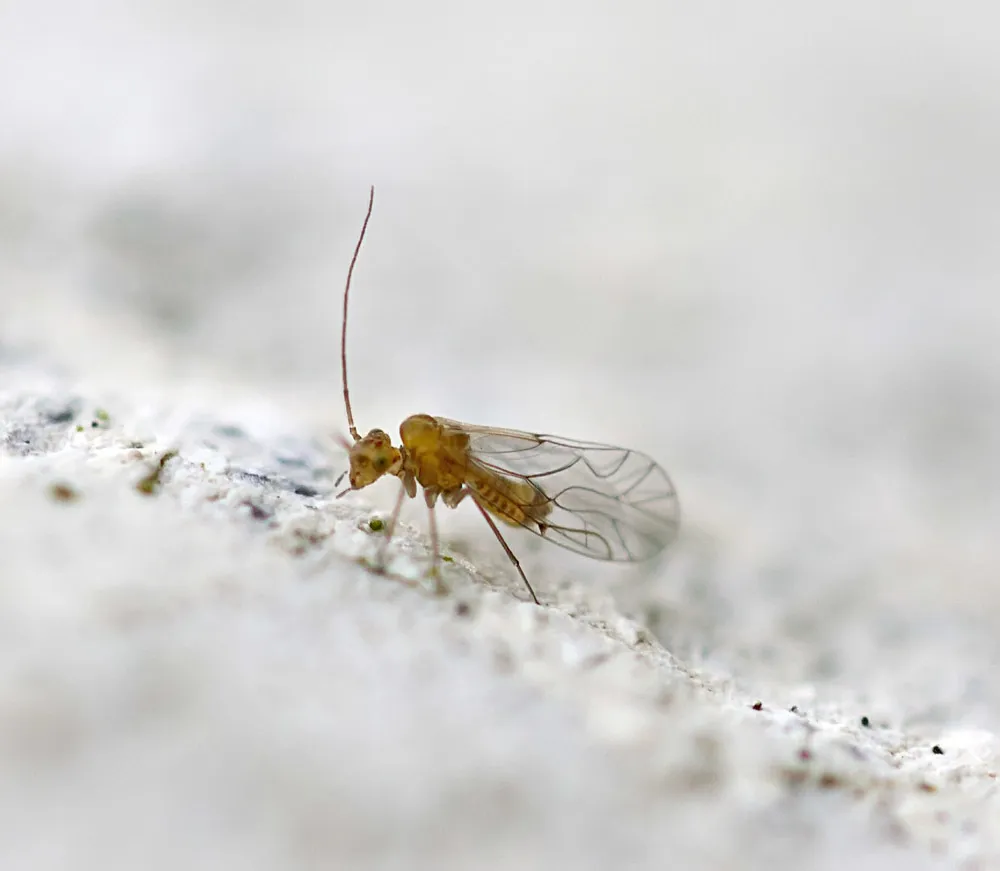 Lachesilla quercus