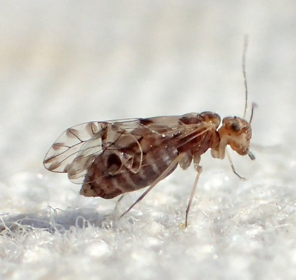 Lachesilla rena