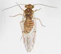 Lachesilla rufa - photo 3