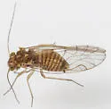 Lachesilla rufa - photo 4
