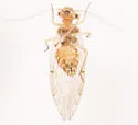 Lachesilla rufa - photo 5