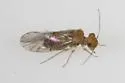 Lachesilla sulcata