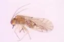 Lachesilla sulcata - photo 2