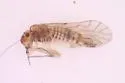 Lachesilla sulcata - photo 3