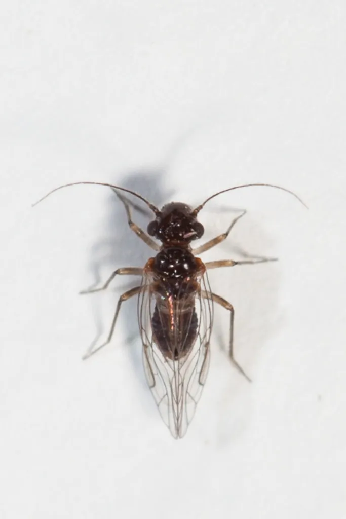 Lachesilla tectorum