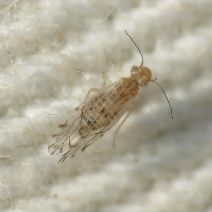 Lachesilla texana - photo 2
