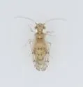 Lachesilla typhicola - photo 3