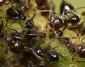 Shiny Brown Oak Aphid - Lachnochaitophorus querceus
