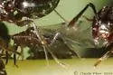 Shiny Brown Oak Aphid - photo 2