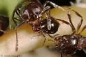 Shiny Brown Oak Aphid - photo 3