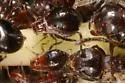 Shiny Brown Oak Aphid - photo 4