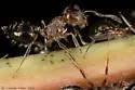 Shiny Brown Oak Aphid - photo 5