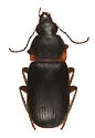 Lachnocrepis parallela - Lachnocrepis parallela