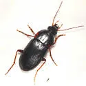 Lachnocrepis parallela - photo 3