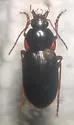 Lachnocrepis parallela - photo 4