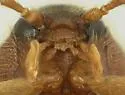 Lachnodactyla arizonica