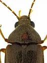 Lachnodactyla arizonica - photo 2