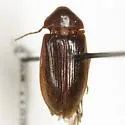 Lachnodactyla texana
