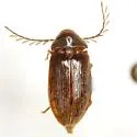 Lachnodactyla texana - photo 2