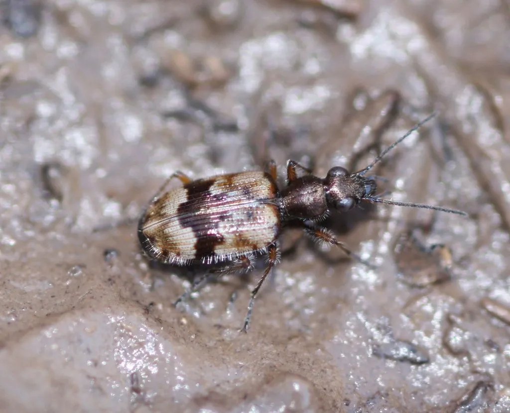Lachnophorus elegantulus - photo 2